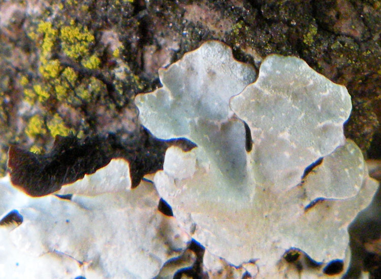 In Francia, in vista del Monte Bianco....